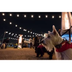 12ct Seasons Wi-Fi Classic Café Outdoor String Lights - Black Wire - Enbrighten -Adesso Shop GUEST 9717ec51 a462 4b5a 8fba 8e5e00845df1